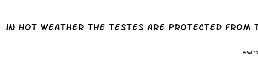 in hot weather the testes are protected from the heat by